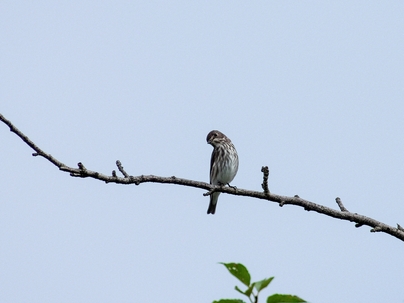 20140907-073318-8402_DxOFP_cr+.jpg