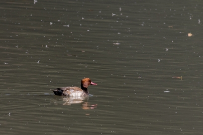 20141123-102514-0374_cr-.jpg